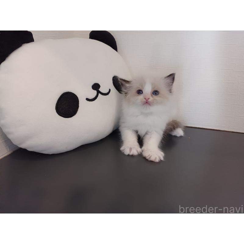 販売中の東京都のラグドール-138864の5枚目