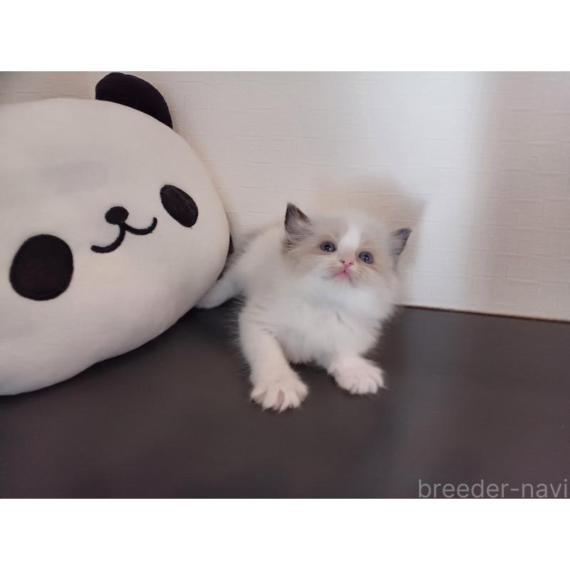 販売中の東京都のラグドール-138864の4枚目