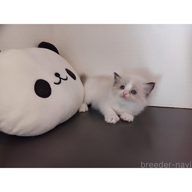 販売中の東京都のラグドール-138864の3枚目