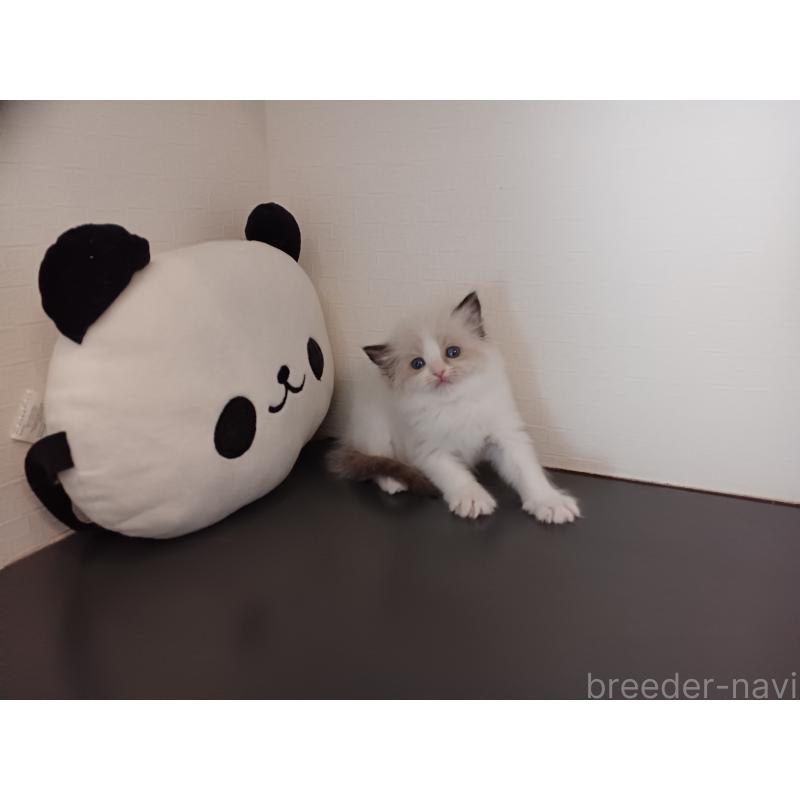 販売中の東京都のラグドール-138864の2枚目