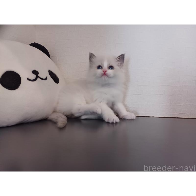 販売中の東京都のラグドール-138865の11枚目