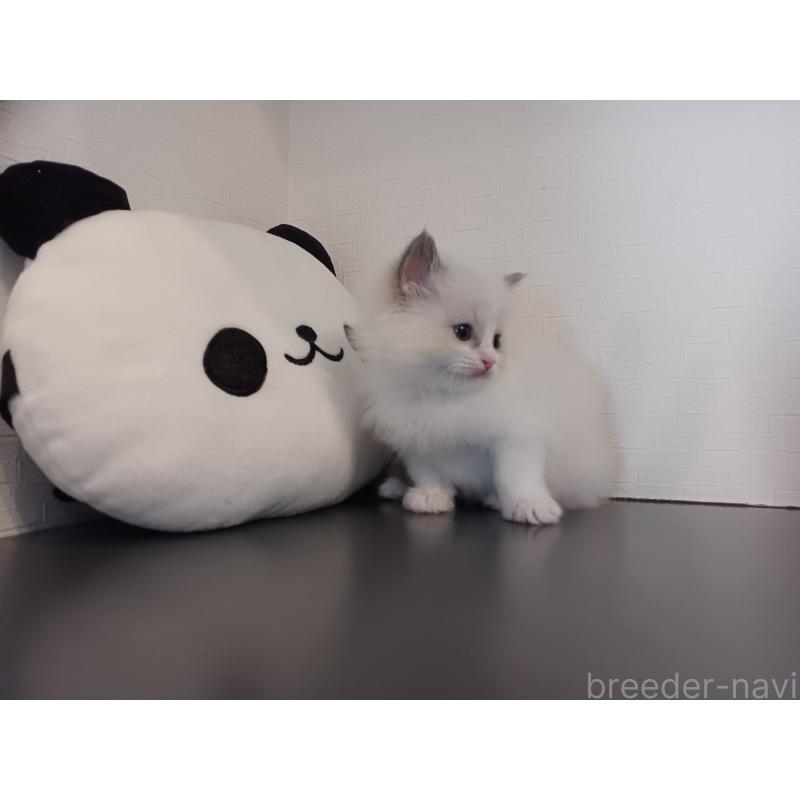 販売中の東京都のラグドール-138865の10枚目