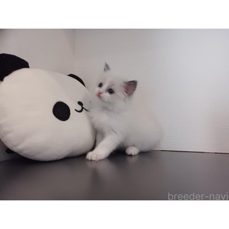 販売中の東京都のラグドール-138865の9枚目