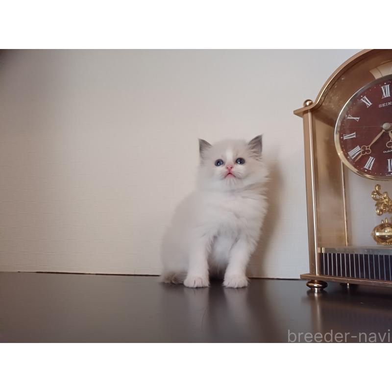 販売中の東京都のラグドール-138865の8枚目