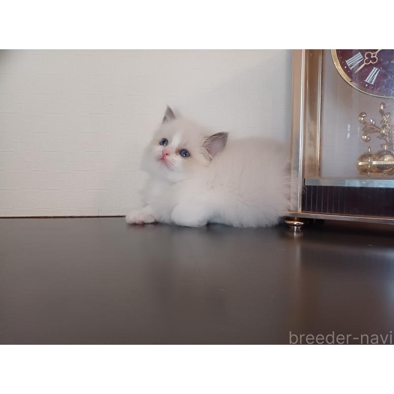 販売中の東京都のラグドール-138865の6枚目