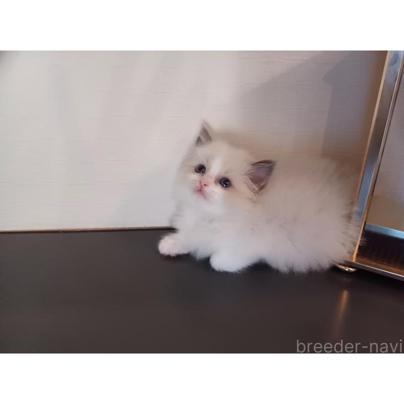 販売中の東京都のラグドール-138865の5枚目