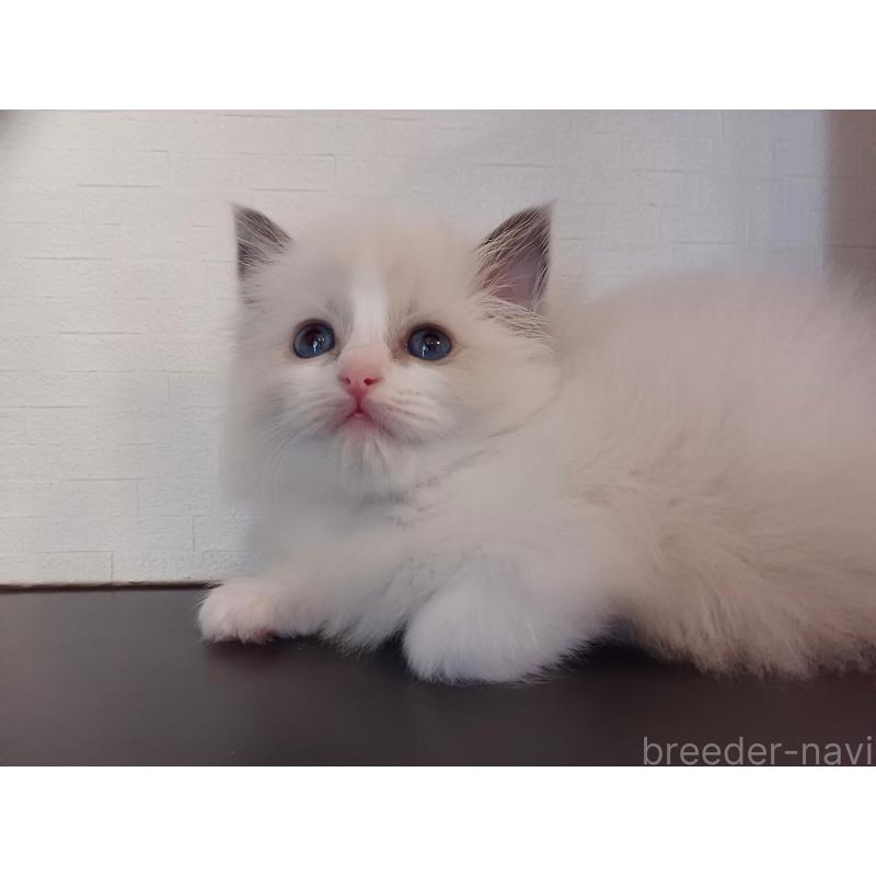 販売中の東京都のラグドール-138865の4枚目