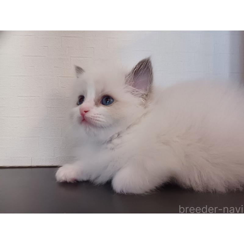 販売中の東京都のラグドール-138865の3枚目