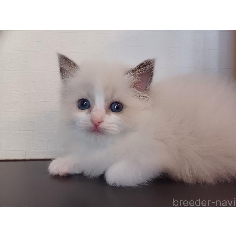 販売中の東京都のラグドール-138865の2枚目