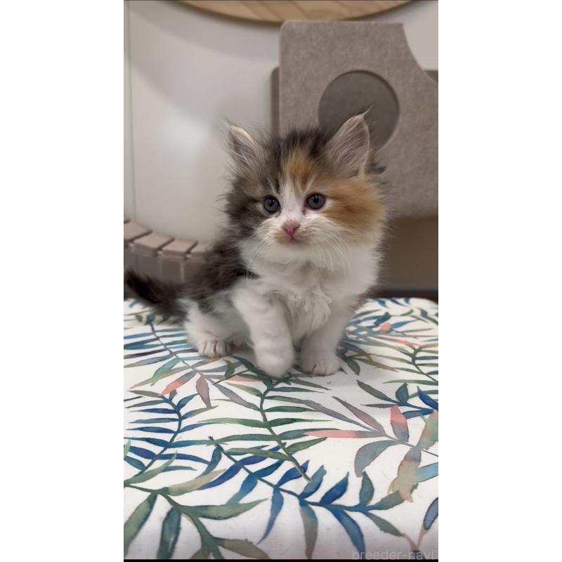 商談中の東京都のサイベリアン-138866の6枚目