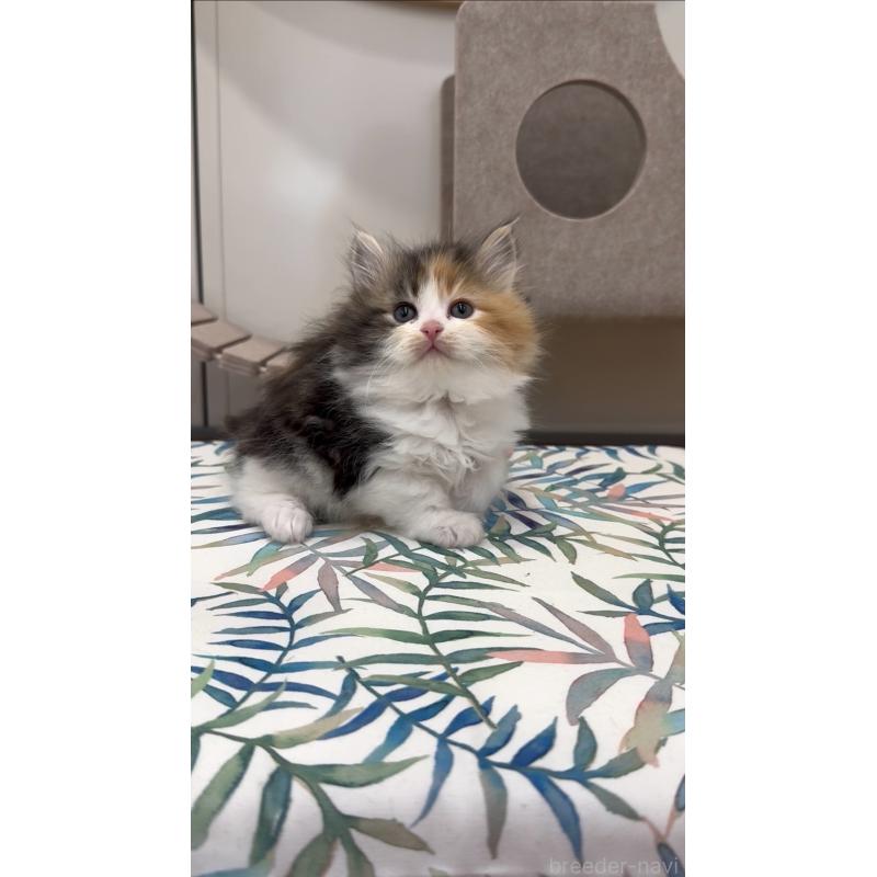 商談中の東京都のサイベリアン-138866の5枚目