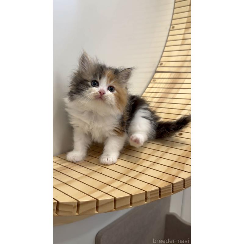 商談中の東京都のサイベリアン-138866の4枚目