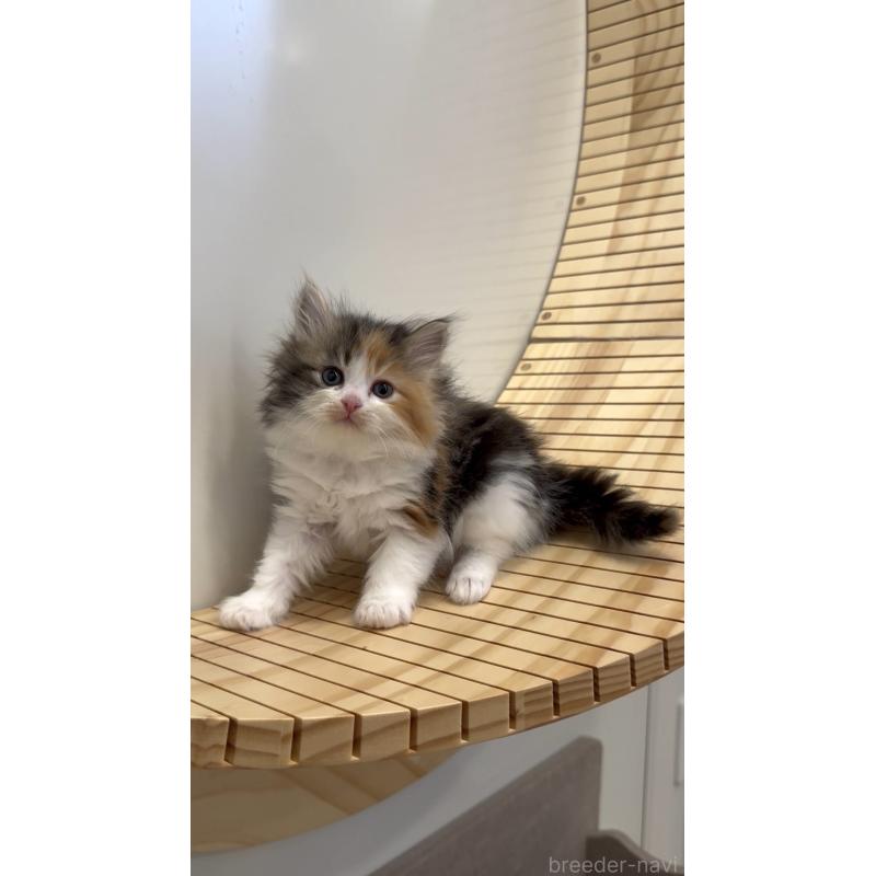 商談中の東京都のサイベリアン-138866の3枚目