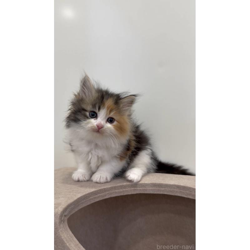 商談中の東京都のサイベリアン-138866の2枚目