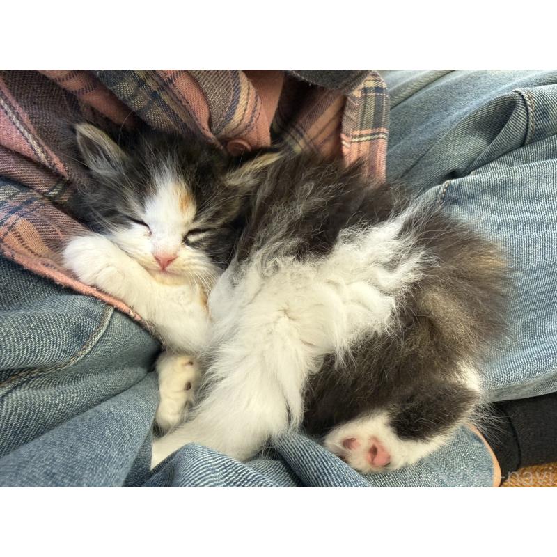 商談中の東京都のサイベリアン-138867の5枚目