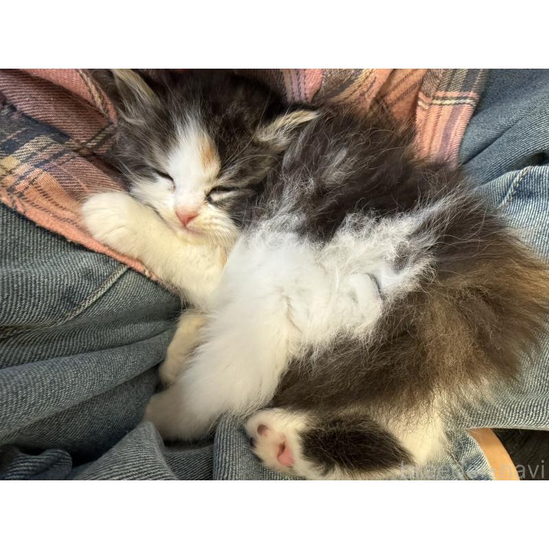 商談中の東京都のサイベリアン-138867の4枚目