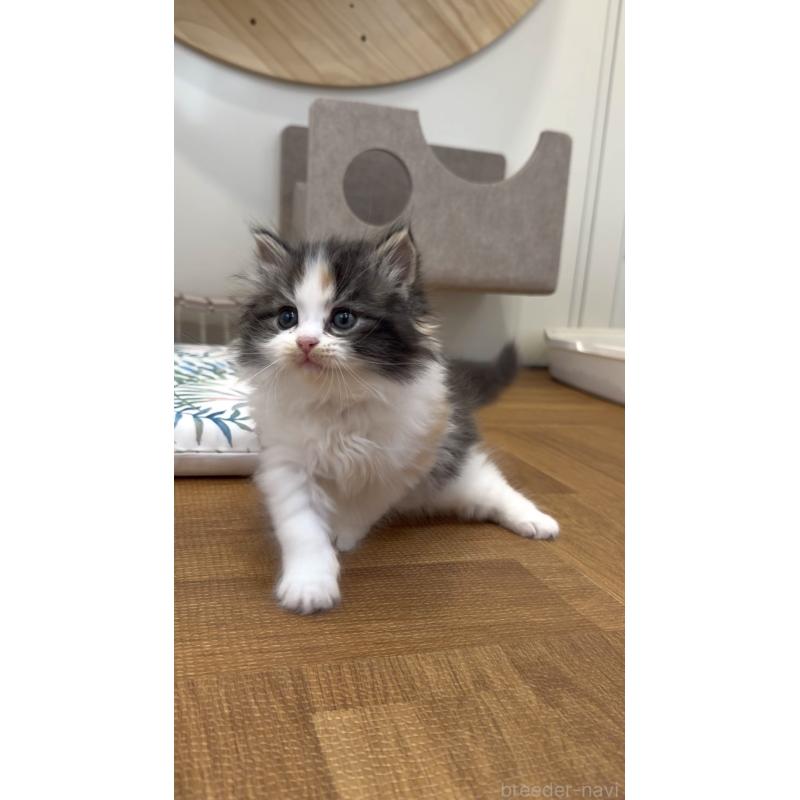 商談中の東京都のサイベリアン-138867の2枚目