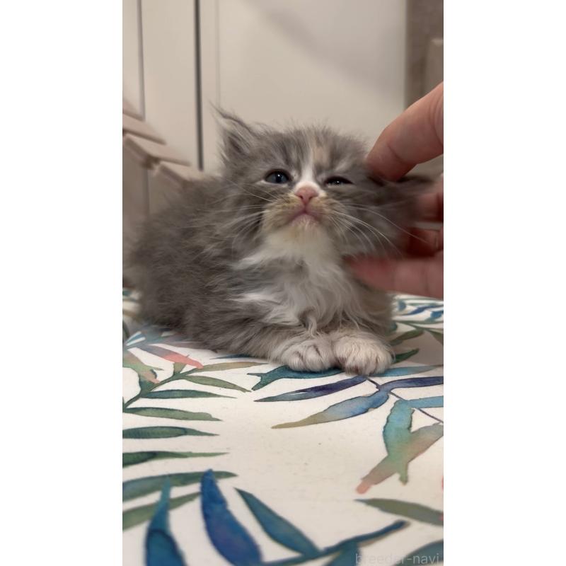 販売中の東京都のサイベリアン-138868の2枚目