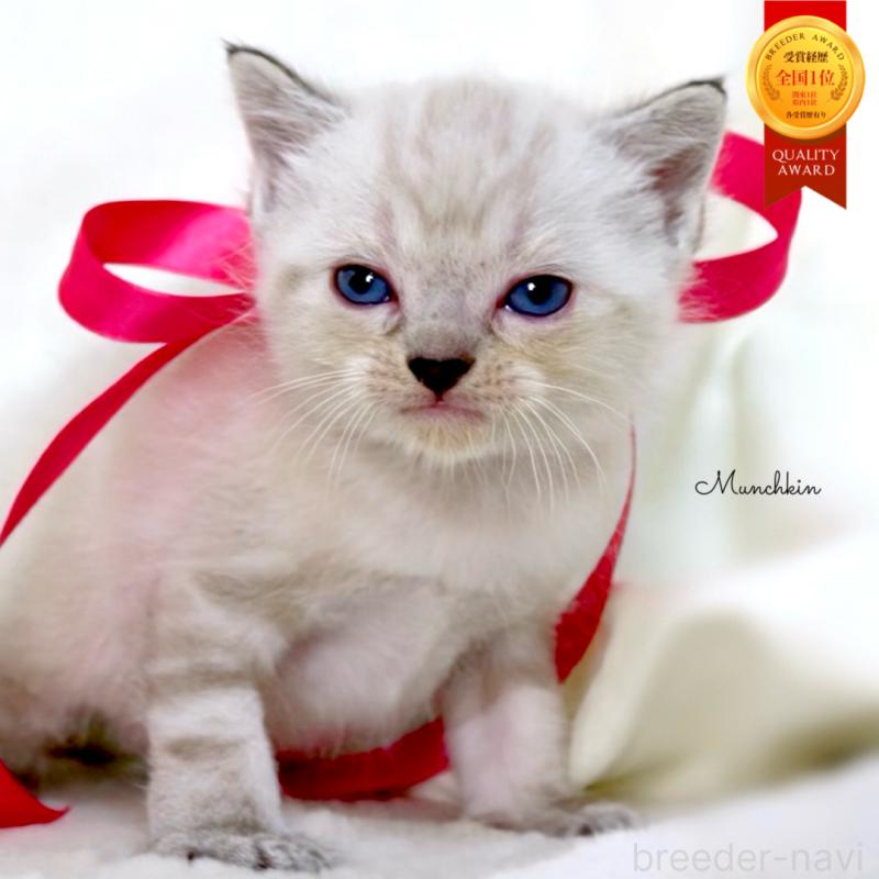 販売中の栃木県のマンチカン-138869