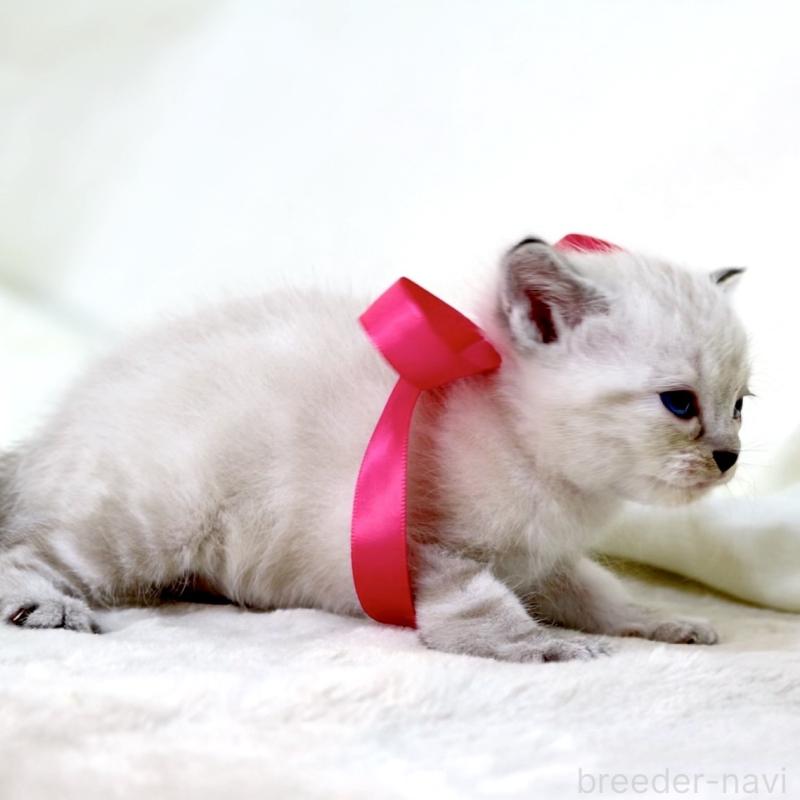 販売中の栃木県のマンチカン-138869の10枚目