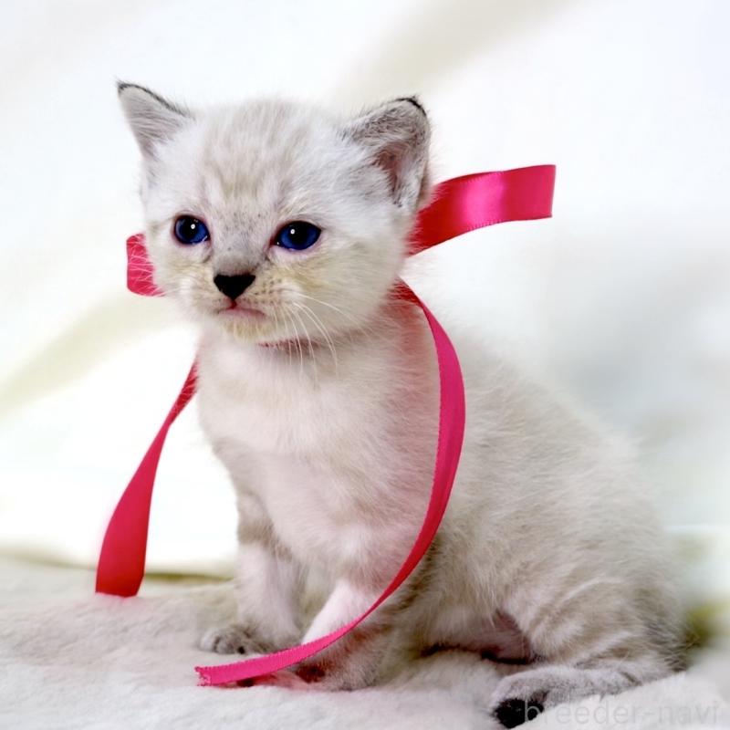 販売中の栃木県のマンチカン-138869の9枚目