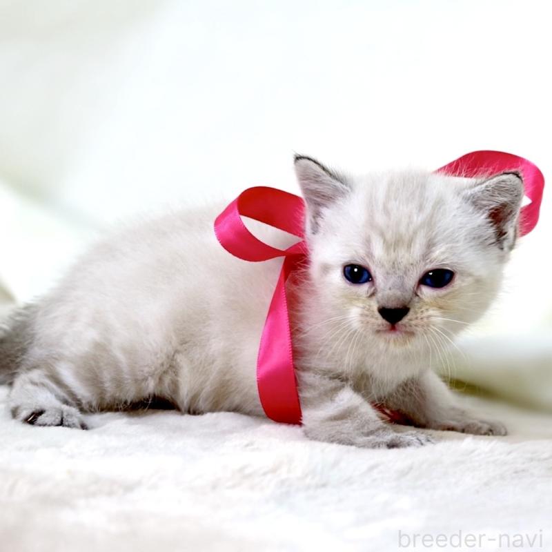 販売中の栃木県のマンチカン-138869の7枚目