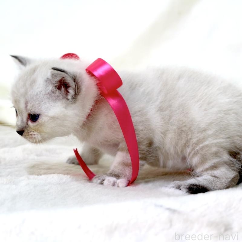 販売中の栃木県のマンチカン-138869の6枚目