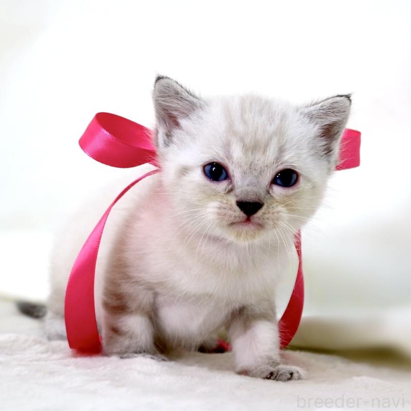 販売中の栃木県のマンチカン-138869の5枚目