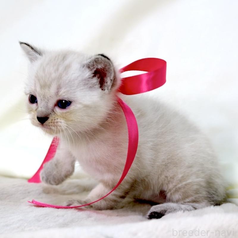 販売中の栃木県のマンチカン-138869の4枚目