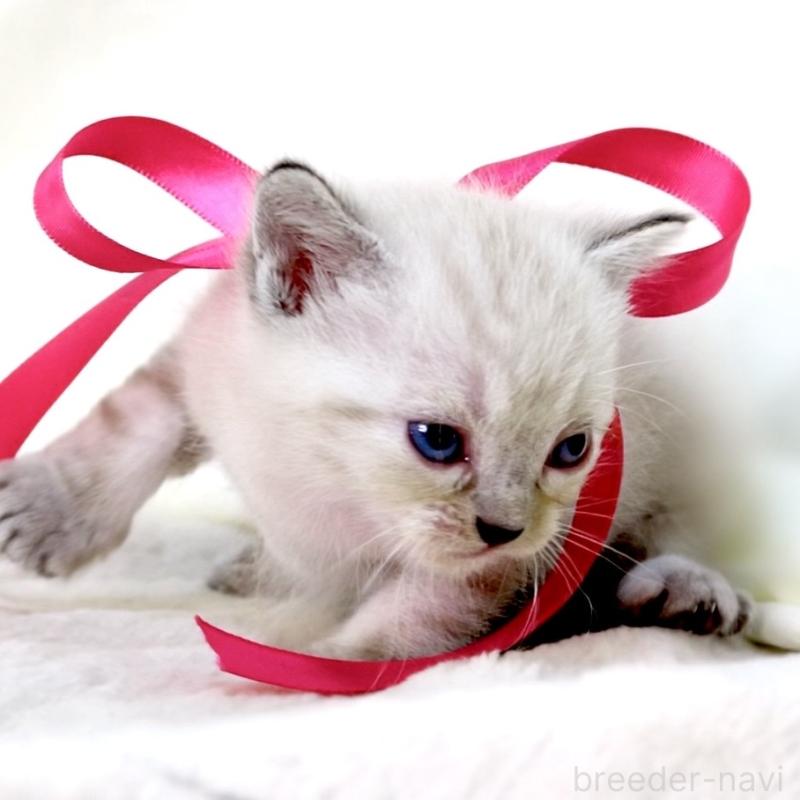 販売中の栃木県のマンチカン-138869の3枚目