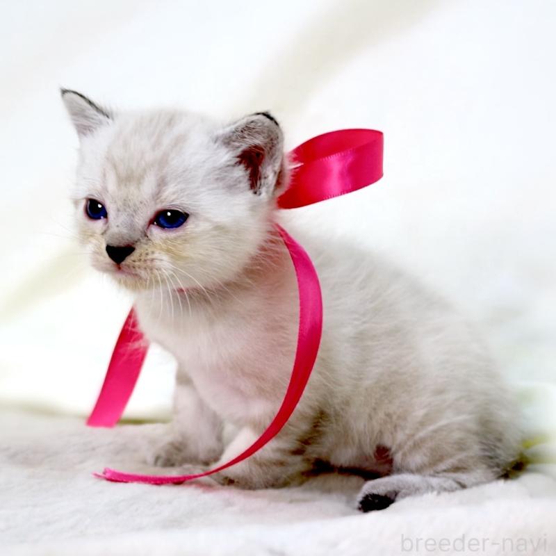 販売中の栃木県のマンチカン-138869の2枚目