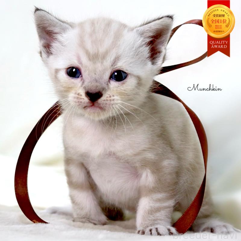 販売中の栃木県のマンチカン-138870