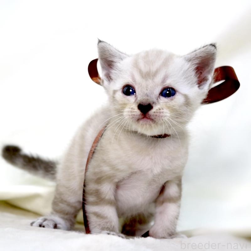 販売中の栃木県のマンチカン-138870の10枚目