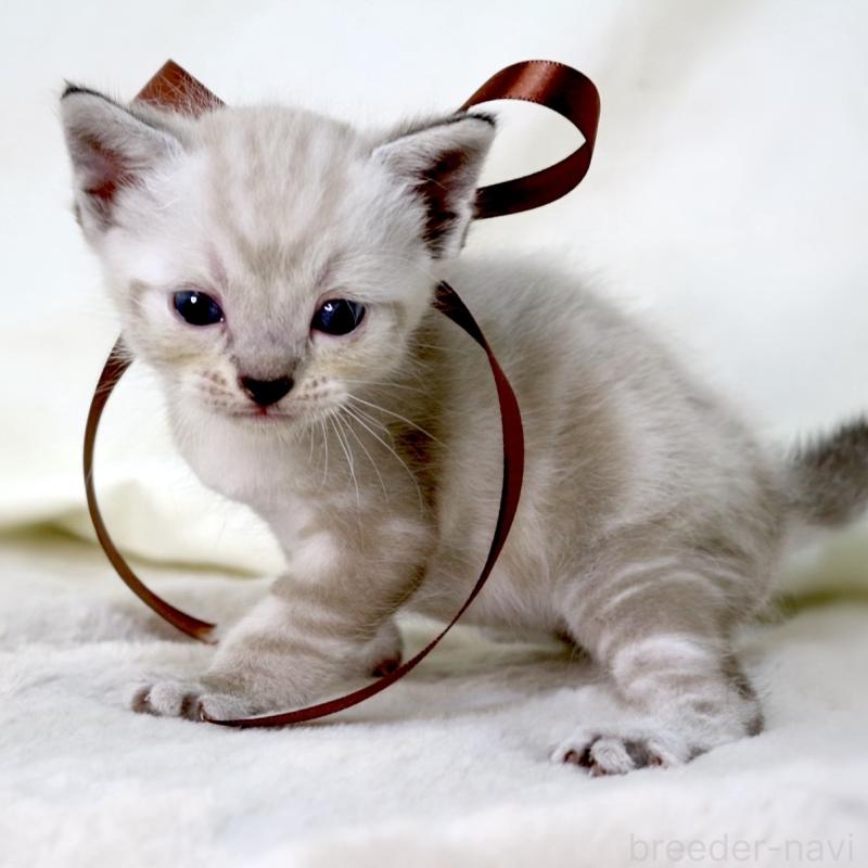 販売中の栃木県のマンチカン-138870の9枚目