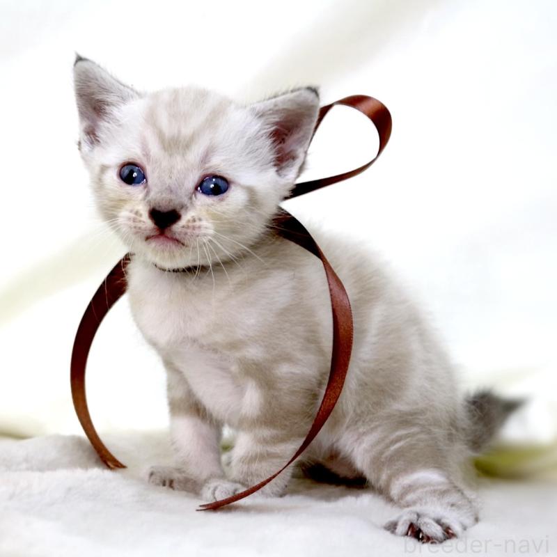 販売中の栃木県のマンチカン-138870の8枚目