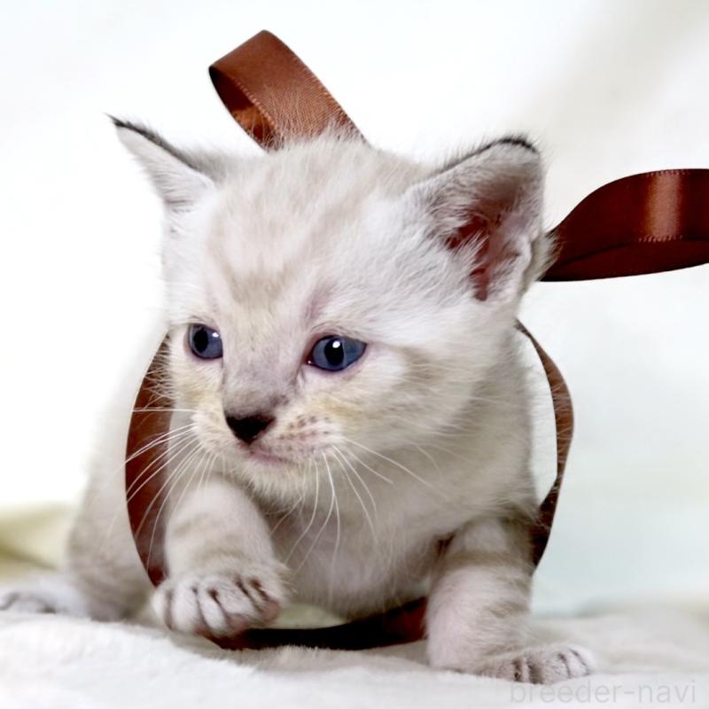 販売中の栃木県のマンチカン-138870の7枚目