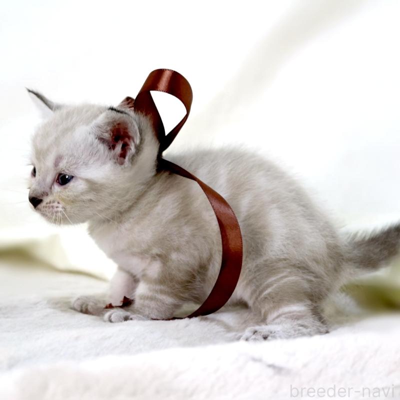 販売中の栃木県のマンチカン-138870の6枚目