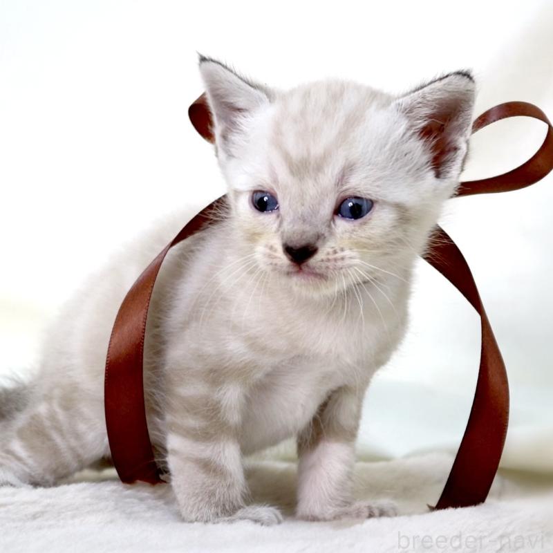 販売中の栃木県のマンチカン-138870の5枚目