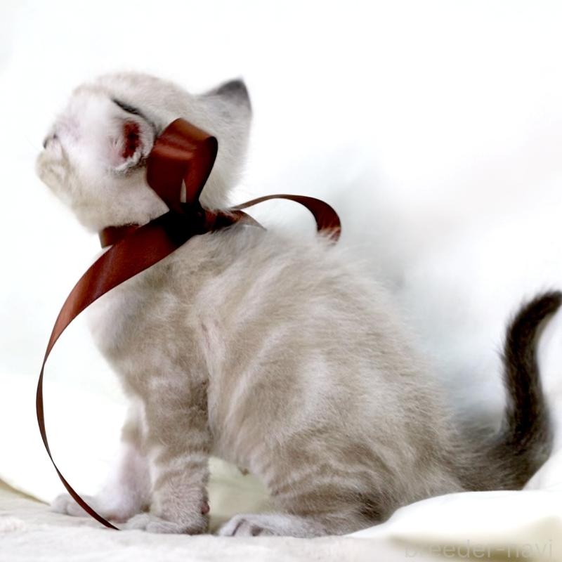 販売中の栃木県のマンチカン-138870の4枚目