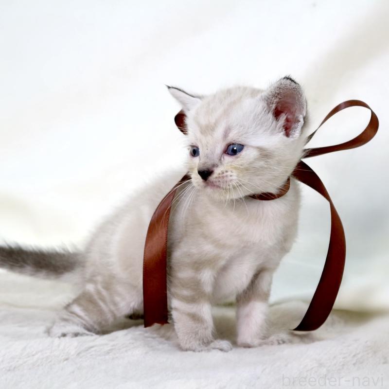 販売中の栃木県のマンチカン-138870の2枚目