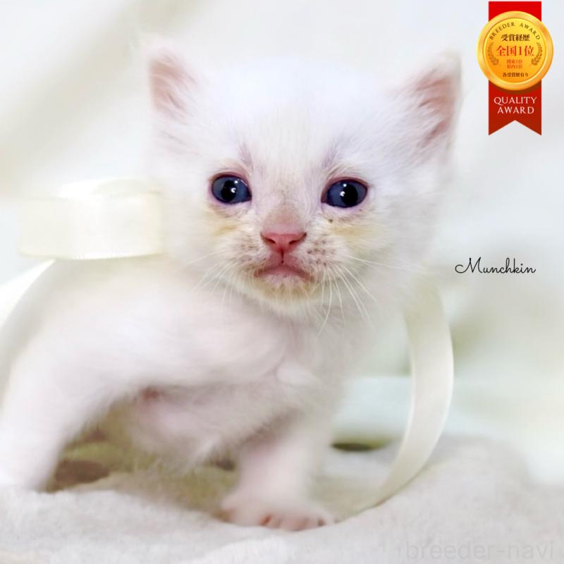 販売中の栃木県のマンチカン-138871