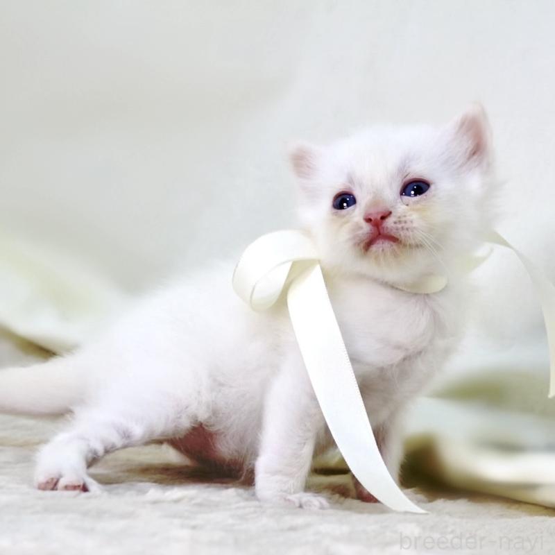 販売中の栃木県のマンチカン-138871の10枚目