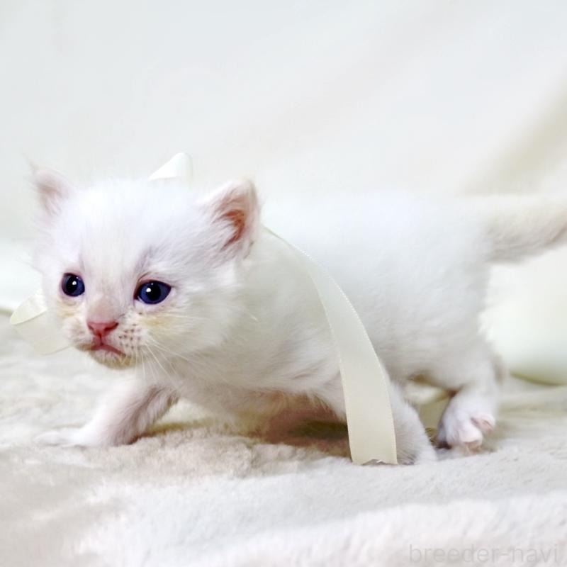 販売中の栃木県のマンチカン-138871の9枚目