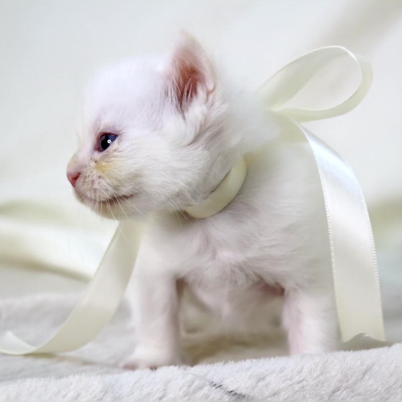 販売中の栃木県のマンチカン-138871の8枚目