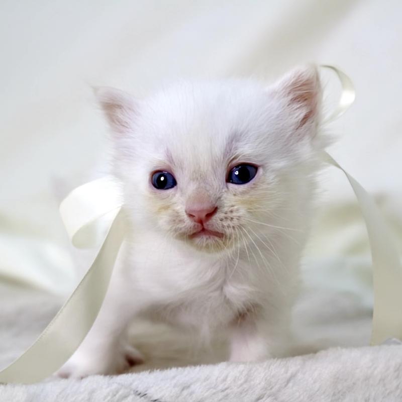 販売中の栃木県のマンチカン-138871の7枚目