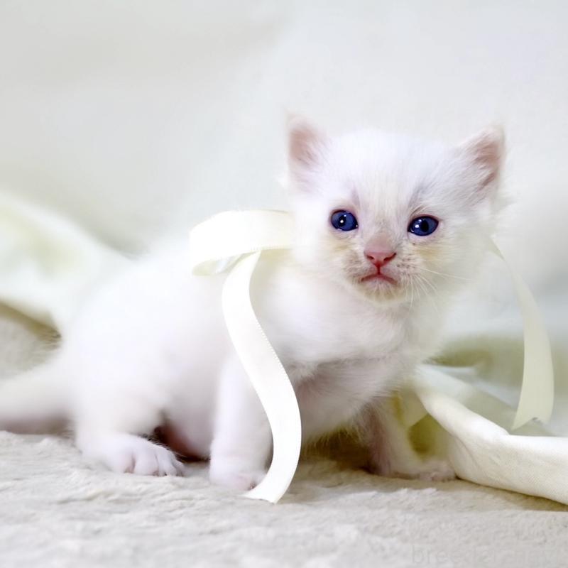 販売中の栃木県のマンチカン-138871の6枚目