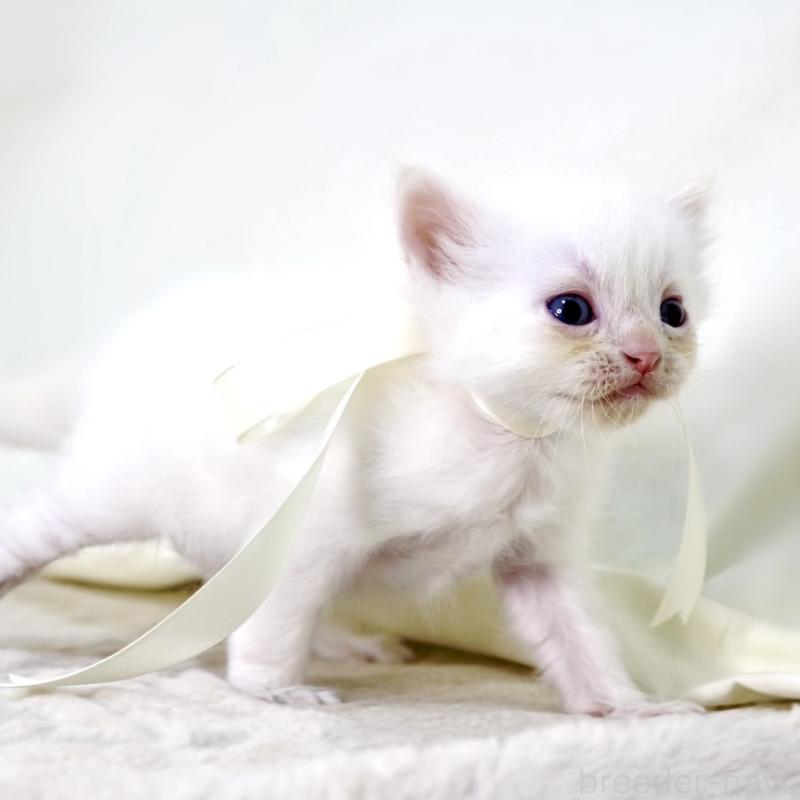 販売中の栃木県のマンチカン-138871の5枚目