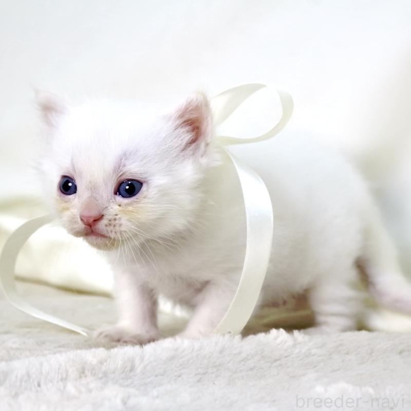 販売中の栃木県のマンチカン-138871の3枚目