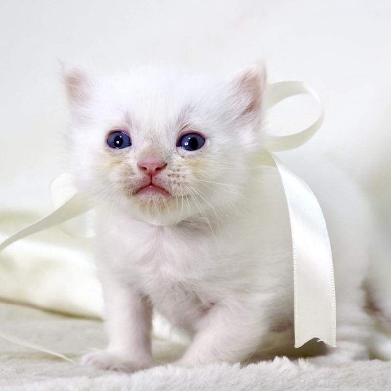 販売中の栃木県のマンチカン-138871の2枚目