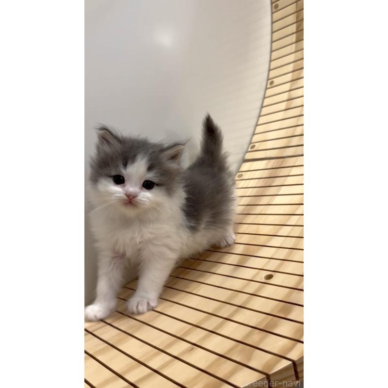 商談中の東京都のサイベリアン-138872の5枚目